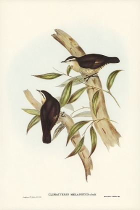 Picture of BLACK-BACKED TREE-CREEPER-CLIMACTERIS MELANOTUS