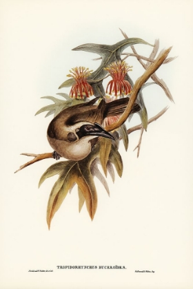 Picture of HELMETED HONEY-EATER-TROPIDORHYNCHUS BUCEROIDES