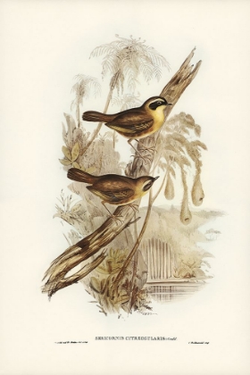 Picture of YELLOW-THROATED SERICORNIS-SERICORNIS CITREOGULARIS