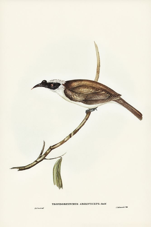 Picture of SILVERY-CROWNED FRIAR BIRD-TROPIDORHYNCHUS ARGENTICEPS