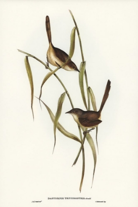 Picture of LONG-BILLED BRISTLE BIRD-DASYORNIS LONGIROSTRIS
