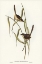 Picture of LONG-BILLED BRISTLE BIRD-DASYORNIS LONGIROSTRIS