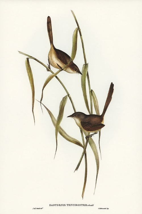 Picture of LONG-BILLED BRISTLE BIRD-DASYORNIS LONGIROSTRIS