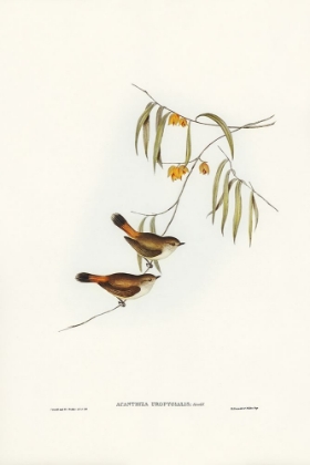 Picture of CHESTNUT-RUMPED ACANTHIZA-ACANTHIZA UROPYGIALIS