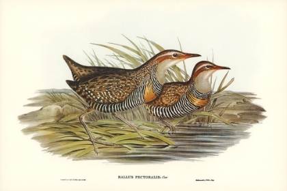 Picture of PECTORAL RAIL-RALLUS PECTORALIS