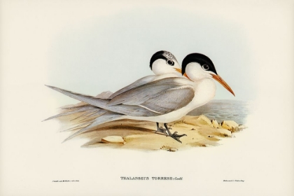 Picture of TORRES TERN-THALASSEUS TORRESII