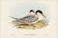 Picture of TORRES TERN-THALASSEUS TORRESII