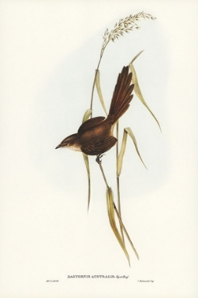 Picture of BRISTLE BIRD-DASYORNIS AUSTRALIS