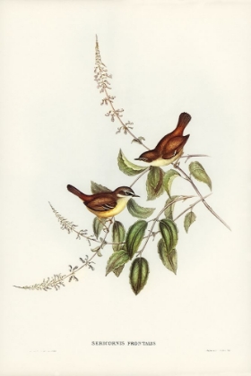 Picture of WHITE-FRONTED SERICORNIS-SERICORNIS FRONTALIS