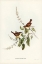 Picture of WHITE-FRONTED SERICORNIS-SERICORNIS FRONTALIS