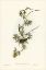 Picture of FASCIATED HONEY-EATER-GLYCIPHILA FASCIATA