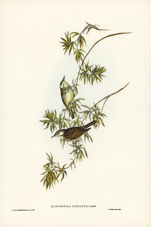 Picture of FASCIATED HONEY-EATER-GLYCIPHILA FASCIATA