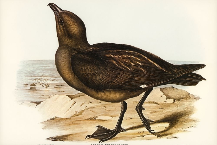 Picture of SKUA GULL-LESTRIS CATARRACTES