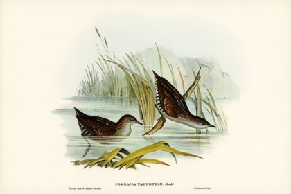 Picture of WATER CRAKE-PORZANA PALUSTRIS