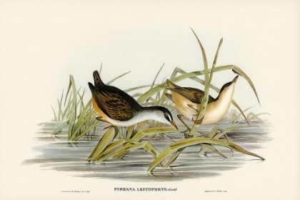 Picture of WHITE-EYEBROWED WATER CRAKE-PORZANA LEUCOPHRYS
