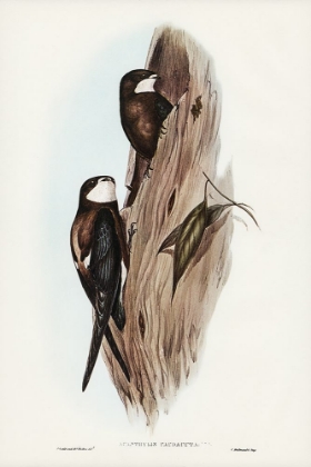 Picture of AUSTRALIAN SPINE-TAILED SWALLOW-ACANTHYLIS CAUDACUTA