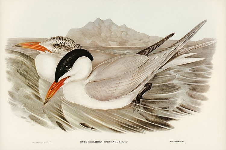 Picture of POWERFUL TERN-SYLOCHELIDON STRENUUS