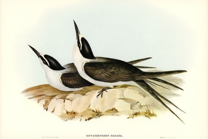 Picture of PANAYAN TERN-ONYCHOPRION PANAYA