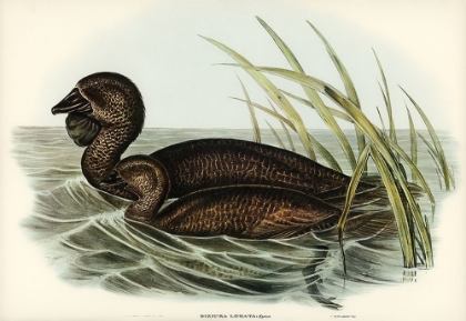 Picture of MUSK DUCK-BIZIURA LOBATA