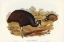 Picture of BENNETTS CASSOWARY-CASUARIUS BENNETTI