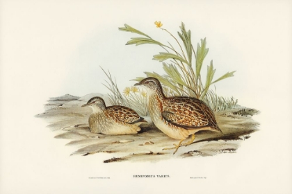 Picture of VARIED HEMIPODE-HEMIPODIUS VARIUS