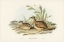Picture of VARIED HEMIPODE-HEMIPODIUS VARIUS