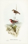 Picture of TRICOLOURED CHAT-EPHTHIANURA TRICOLOR