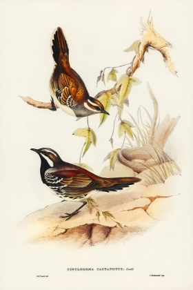 Picture of CHESTNUT-BACKED GROUD THRUSH-CINCLOSOMA CASTANOTUS