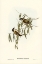 Picture of BLACK-THROATED HONEY-EATER-MELITHREPTUS GULARIS