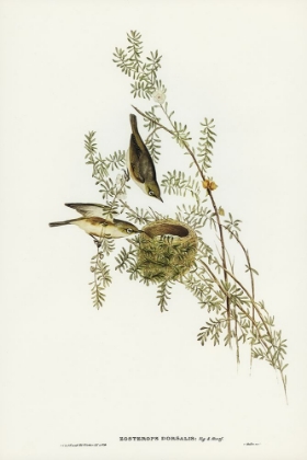 Picture of GRAY-BACKED ZOSTEROPS-ZOSTEROPS DORSALIS
