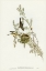 Picture of GRAY-BACKED ZOSTEROPS-ZOSTEROPS DORSALIS