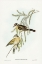 Picture of BLACK-EARED CUCKOO-CHALCITES OSCULANS