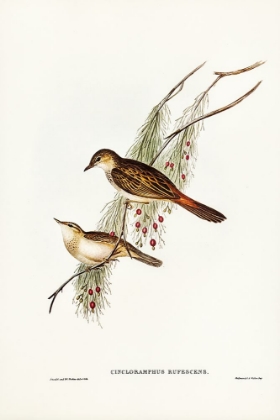 Picture of RUFOUS-TINTED SONGLARK-CINCLORAMPHUS RUFESCENS