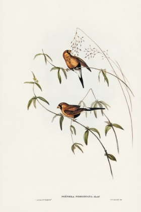 Picture of MASKED GRASS FINCH-POEPHILA PERSONATA