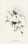 Picture of MASKED GRASS FINCH-POEPHILA PERSONATA