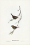 Picture of RED-EARED FINCH-ESTRELDA OCULEA