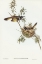 Picture of LONG-BILLED HONEY-EATER-MELIPHAGA LONGIROSTRIS