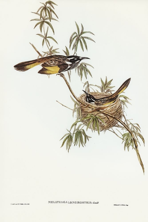 Picture of LONG-BILLED HONEY-EATER-MELIPHAGA LONGIROSTRIS