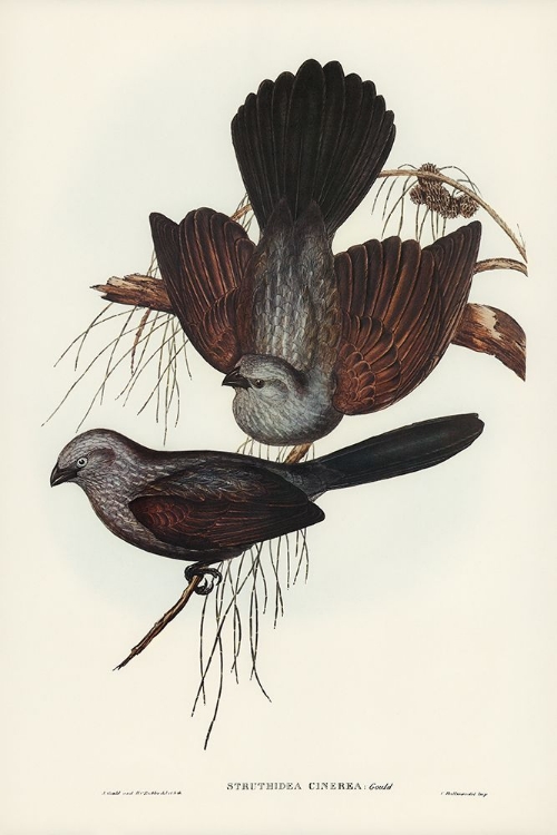 Picture of GREY STRUTHIDEA-STRUTHIDEA CINEREA