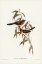 Picture of BLACK-FRONTED FLYCATCHER-MONARCHA TRIVIRGATA