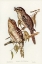 Picture of PODARGUS PHALAENOIDES AND MOTH-PLUMAGED PODARGUS