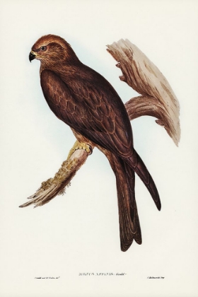 Picture of ALLIED KITE-MILVUS AFFINIS