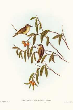 Picture of GREEN-BACKED GERYGONE-GERYGONE CHLORONOTUS