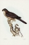 Picture of WEST AUSTRALIAN GOSHAWK-ASTUR CRUENTUS
