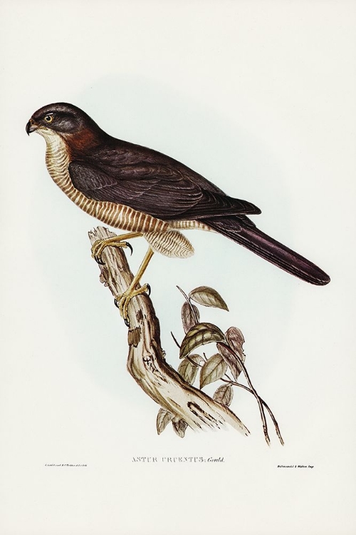 Picture of WEST AUSTRALIAN GOSHAWK-ASTUR CRUENTUS