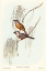 Picture of CARINATED FLYCATCHER-MONARCHA CARINATA