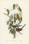 Picture of GREACEFUL GROUND DOVE-GEOPELIA CUNEATA