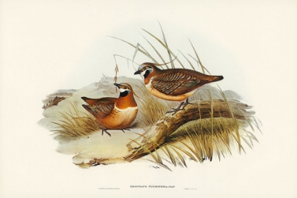 Picture of PLUMED PARTRIDGE BRONZE-WING-GEOPHAPS PLUMIFERA