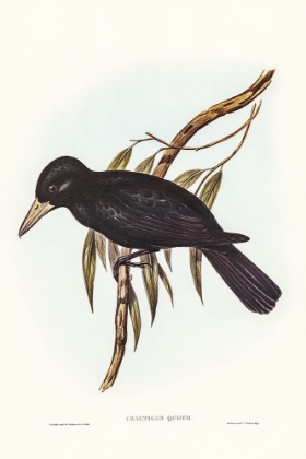 Picture of QUOY’S CROW-SHRIKE-CRACTICUS QUOYII