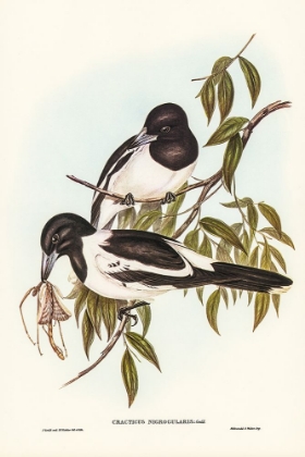 Picture of BLACK-THROATED CROW-SHRIKE-CRACTICUS NIGROGULARIS